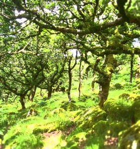 Enchanted Landscapes: Wistmans Wood and Crockern Tor