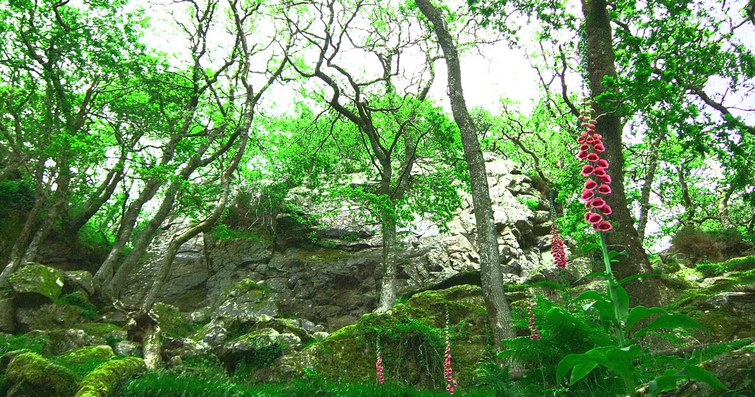 The Dewerstone – a mindful walk