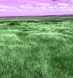 Nature Recovery on Dartmoor – Is it too late?