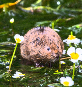 Beavers, Boar and More – Getting Real about Rewilding