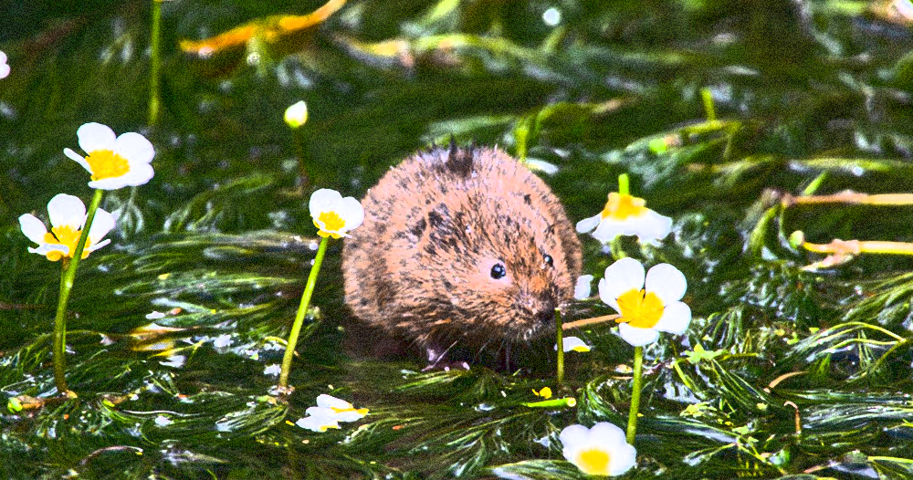 Beavers, Boar and More – Getting Real about Rewilding